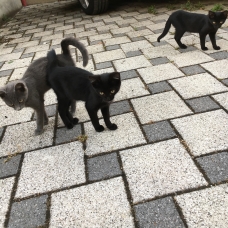 Image pour l'annonce Donne 4 chatons âgés de 5 mois