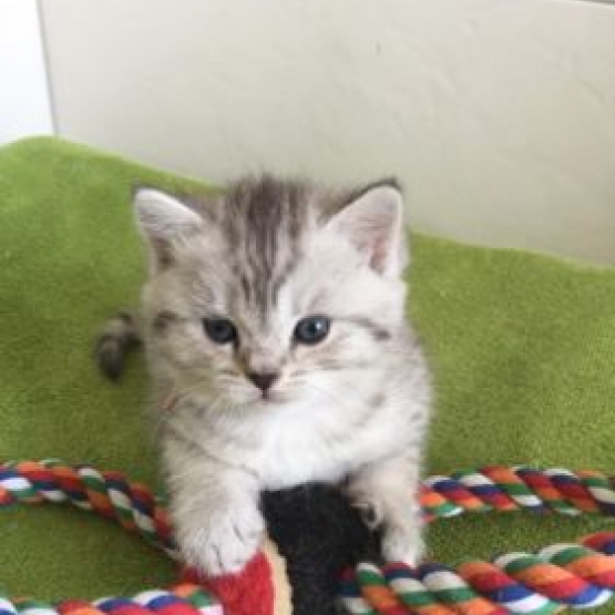 magnifiques chatons en adoption Paris (75) - GRATUIT sur magnifiques chatons en adoption Paris (75) - GRATUIT sur
