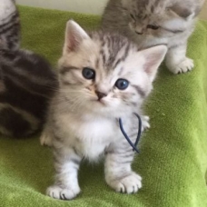 Image pour l'annonce magnifiques chatons en adoption