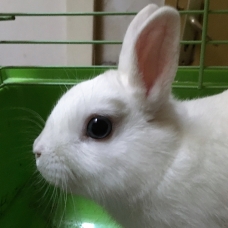 Image pour l'annonce Vend lapin nain blanc aux yeux bleu