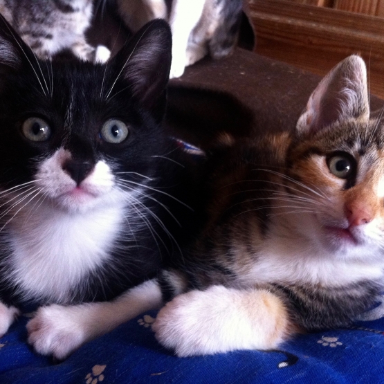 Image pour l'annonce Trois adorables chatons