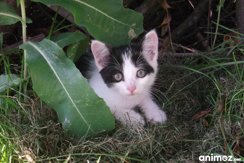 A donner chatons de 3 mois Drôme (26) GRATUIT sur