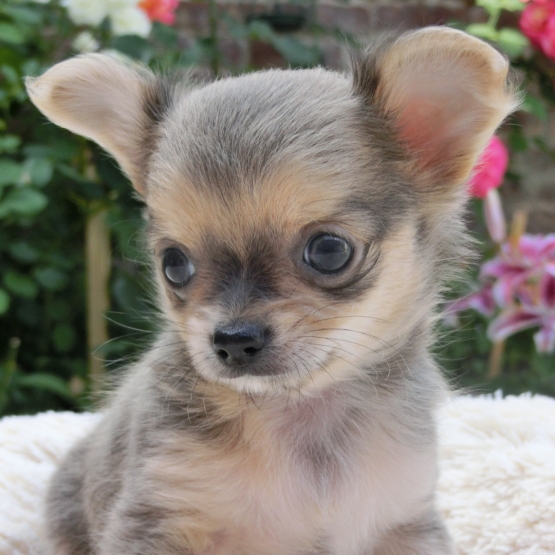 Image pour l'annonce A réserver apparence Chihuahua