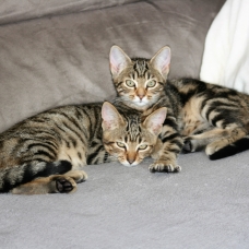 Image pour l'annonce 2 chatons