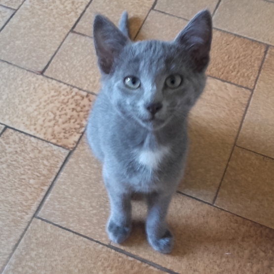 Image pour l'annonce Donne chaton gris de 5 mois