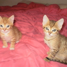 Image pour l'annonce Donne trois chatons adorables