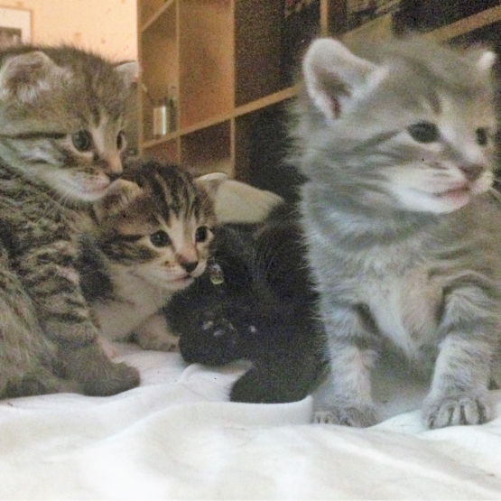 Image pour l'annonce Donne 2 chatons adorables de 4 mois