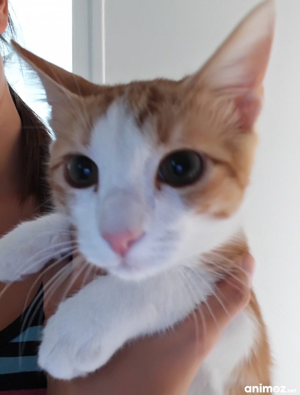 Site de chat a la reunion