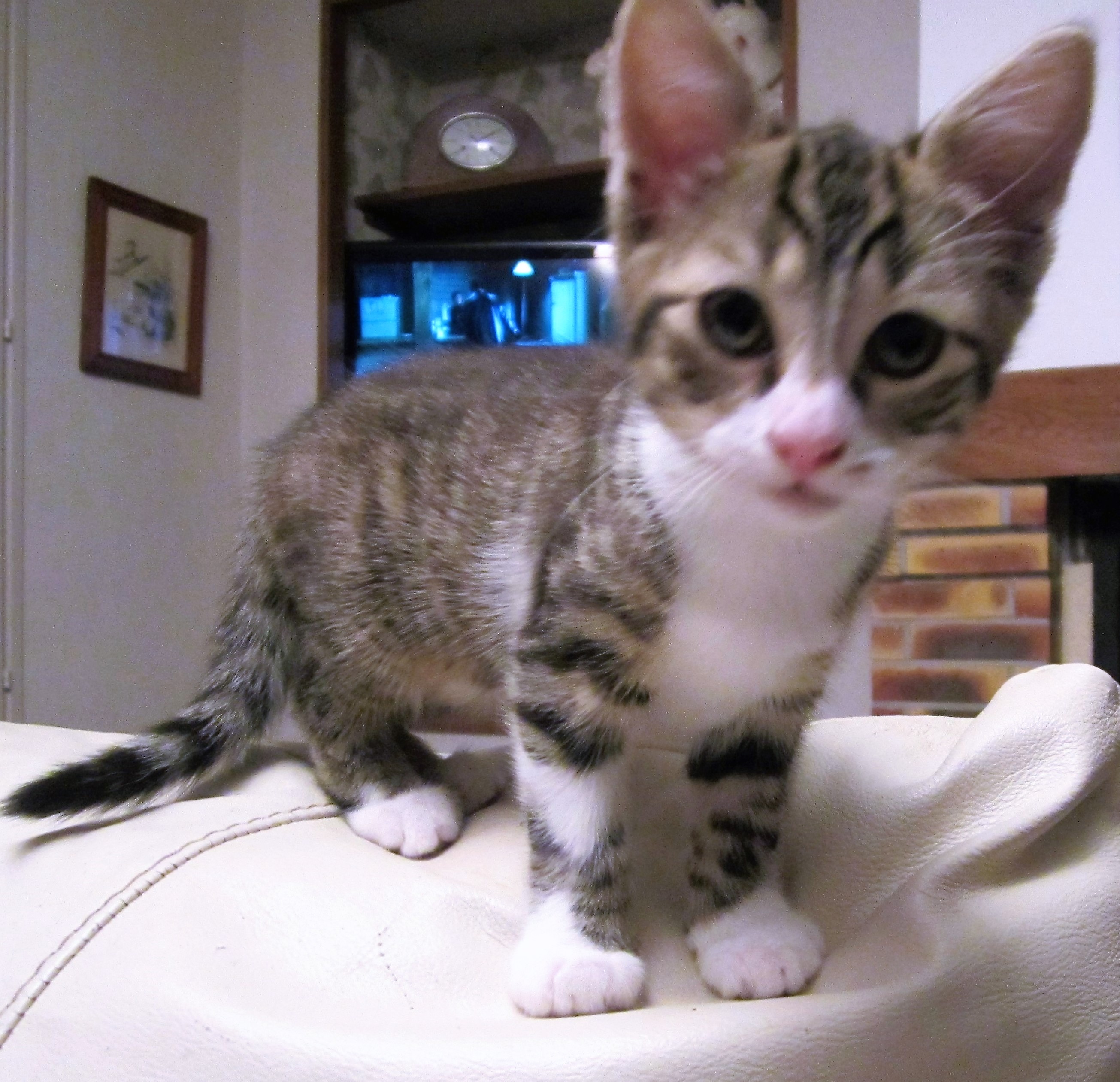 Donne chaton femelle de 3 mois Adorable, très propre, câline