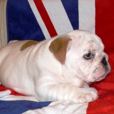 Image pour l'annonce BB Bulldog Anglais femelle au LOF
