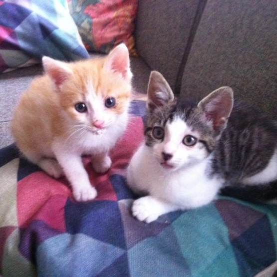 Image pour l'annonce donne chaton femelle et chaton mâle 4 mois