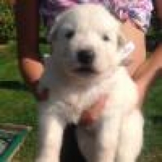 Image pour l'annonce vend berger blanc suisse
