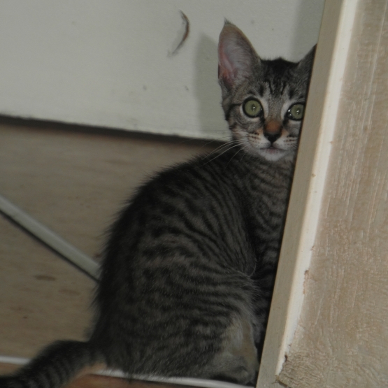 Image pour l'annonce Donne chaton gris tigré aux yeux verts de 4 mois