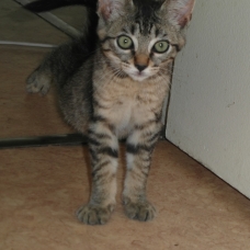 Image pour l'annonce Donne chaton gris tigré aux yeux verts de 4 mois