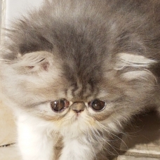Image pour l'annonce Vend chatons persans loof