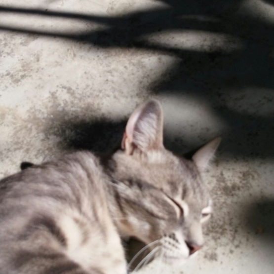 Image pour l'annonce Donne chatte tigrée grise yeux verts 1 an