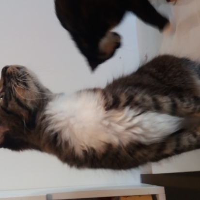 Chat gratuit 59 nord