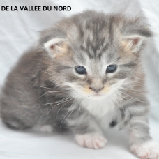 Image pour l'annonce chaton maine coon loof grand gabarit