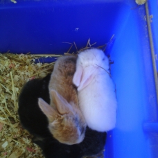 Image pour l'annonce Bébés lapins