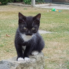 Image pour l'annonce Donne chaton femelle noir et blanc