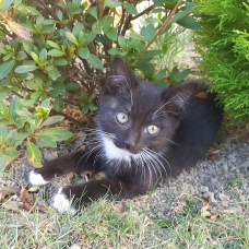 Image pour l'annonce Donne chaton femelle noir et blanc