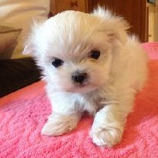 Bichon Maltais Nain A Donner