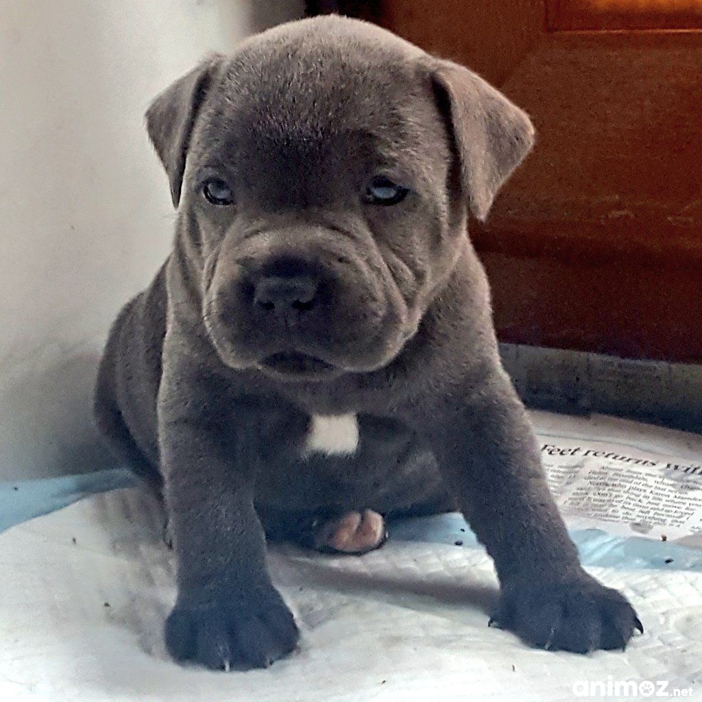 Chiot staffordshire bull terrier PyrénéesAtlantiques (64) GRATUIT sur