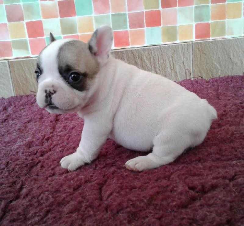 A Donner Chiot Type Bouledogue Francais Femelle Nord 59 Gratuit Sur Animoz Net