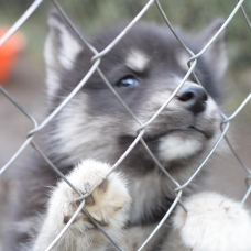 Image pour l'annonce vend chiots husky sibérien LOF