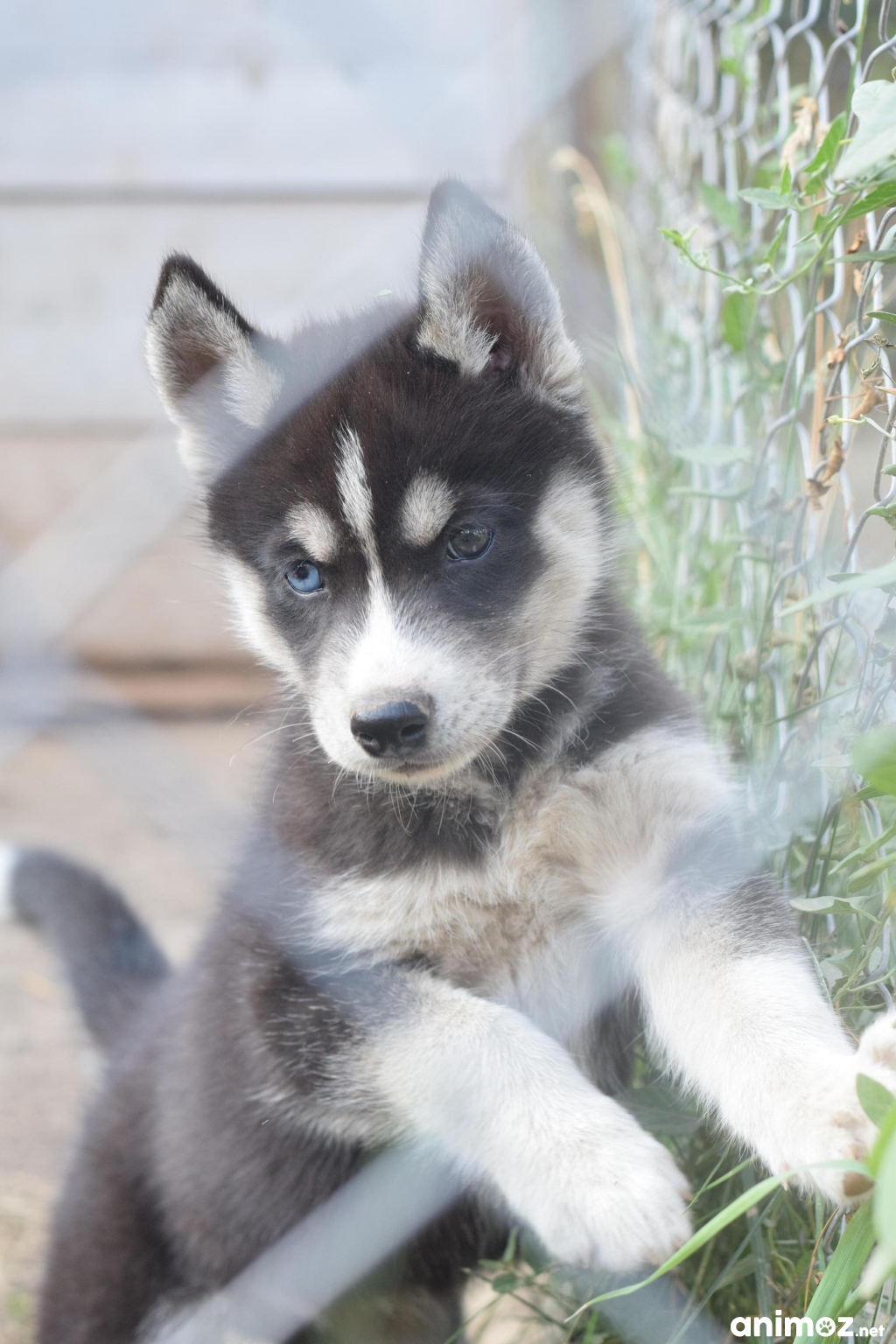 Chiots Husky Siberien Pret A Partir Petite Annonce Chien