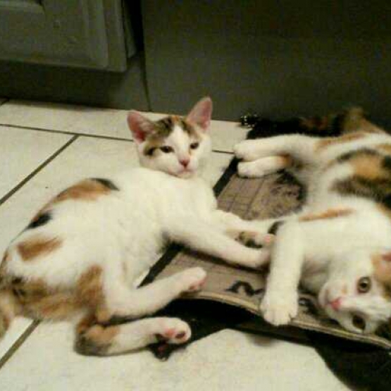 Image pour l'annonce 3 femelles chatons tricolores a donner