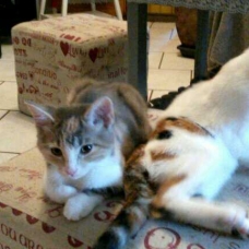 Image pour l'annonce 3 femelles chatons tricolores a donner