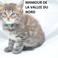 Image pour l'annonce chaton maine coon loof