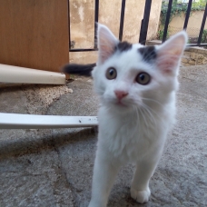 Image pour l'annonce Donne joli chaton mâle blanc et noir contre bons soins.