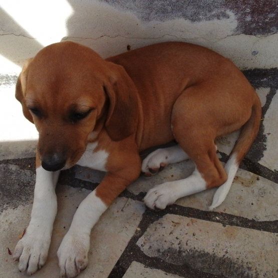 Image pour l'annonce A vendre Beagle 3 mois Femelle non lof vacciné et vermifugé 150€