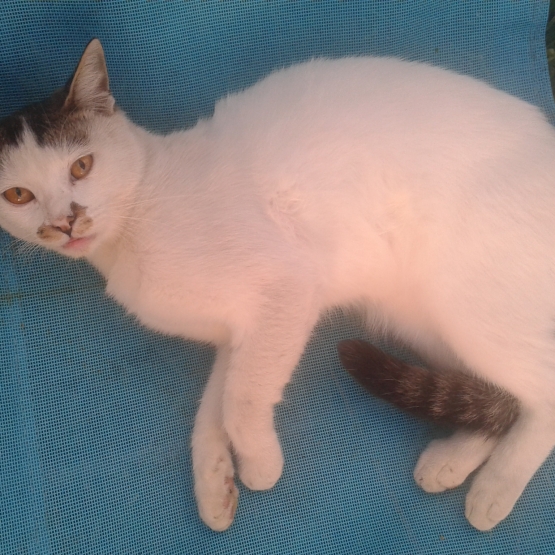 Chat en ligne gratuit sans inscription maroc