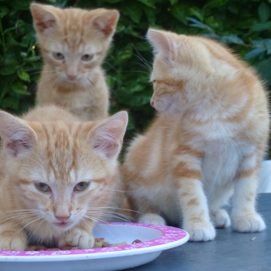 Image pour l'annonce Donne 3 chatons femelles