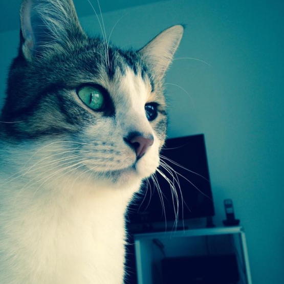 Chat gratuit 37