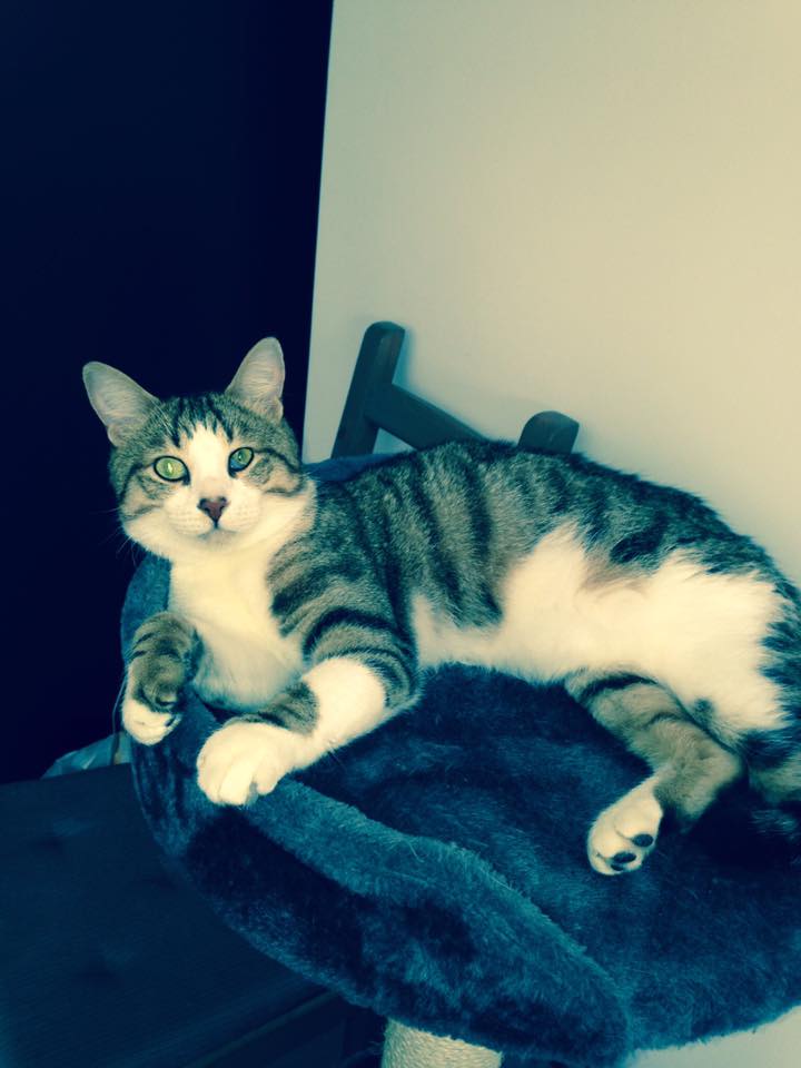 Chat gratuit 37