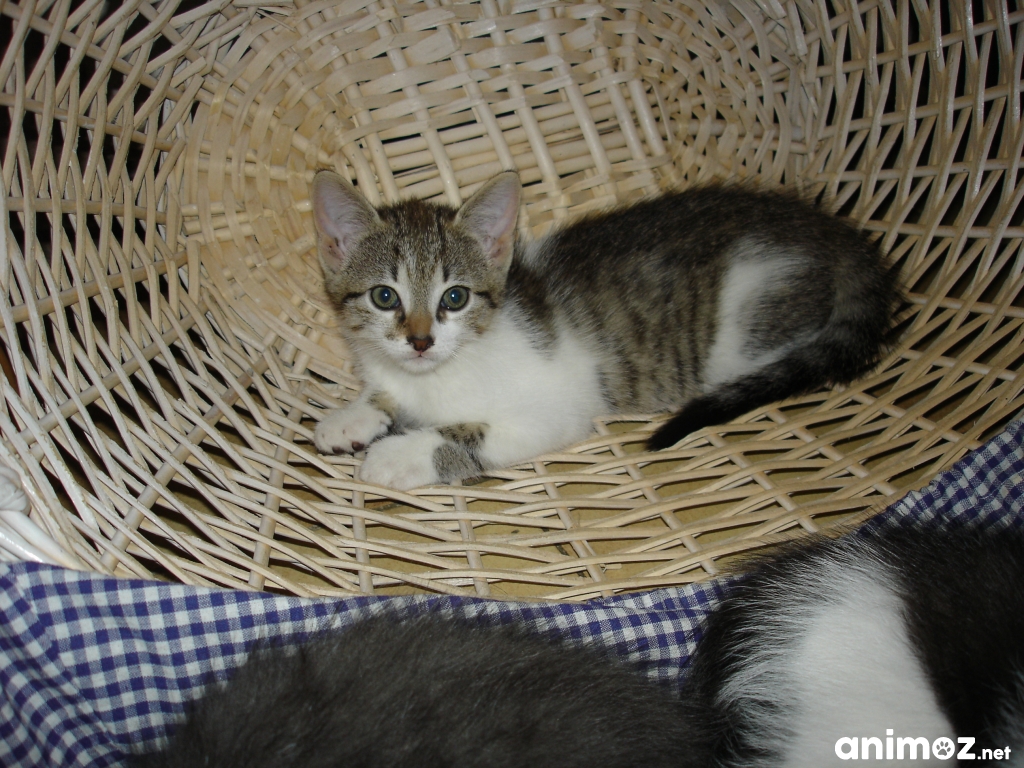 donne chatons Côted'or (21) GRATUIT sur