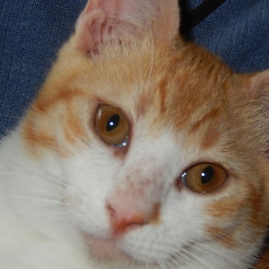 Image pour l'annonce Mori, né le 01/05/2016, adorable chaton à adopter