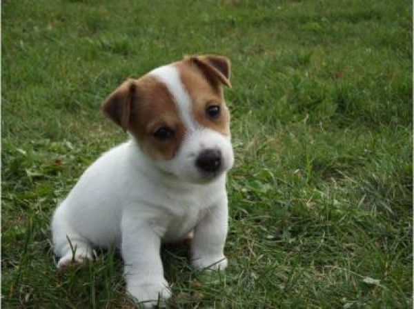 Jack Russel Bas Rhin 67 Gratuit Sur Animoz Net