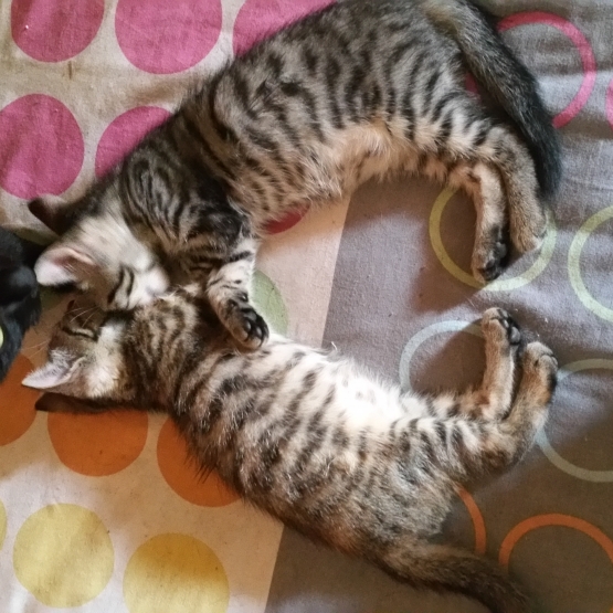 Image pour l'annonce Donne 2 chatons mâles tigrés âgés de 4 mois