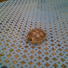 Image pour l'annonce Vends bébés tortues terrestres