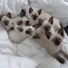 Image pour l'annonce 5 magnifiques et adorables chatons Siamois Tai