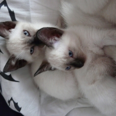 Image pour l'annonce 5 magnifiques et adorables chatons Siamois Tai
