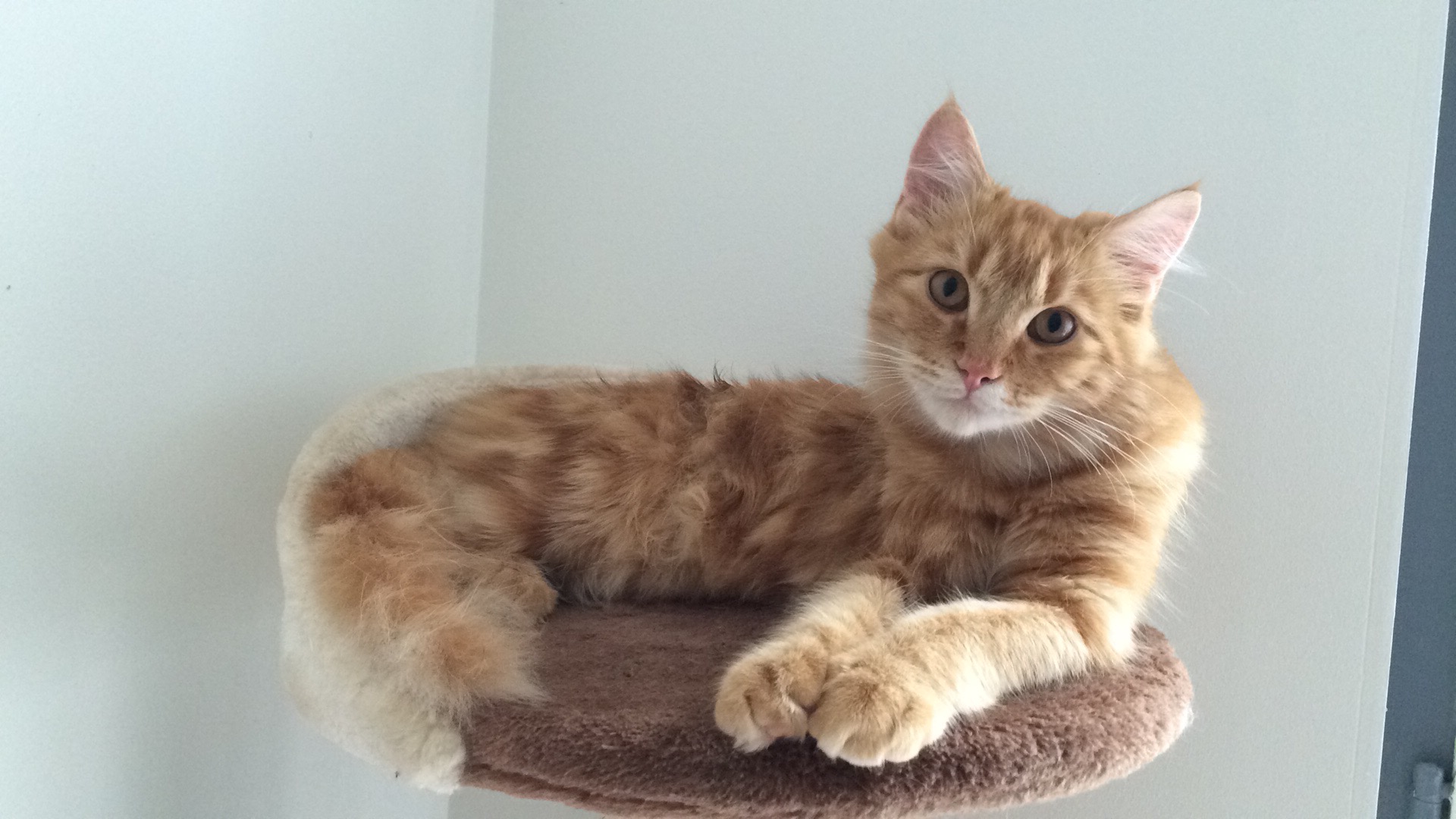 Donne chaton croisé Maine coon Nord (59) GRATUIT sur