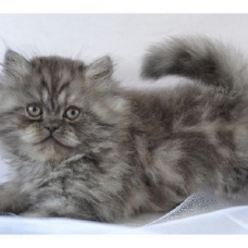 Image pour l'annonce chatons persan