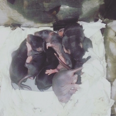 Image pour l'annonce Donne 7 bebes rats
