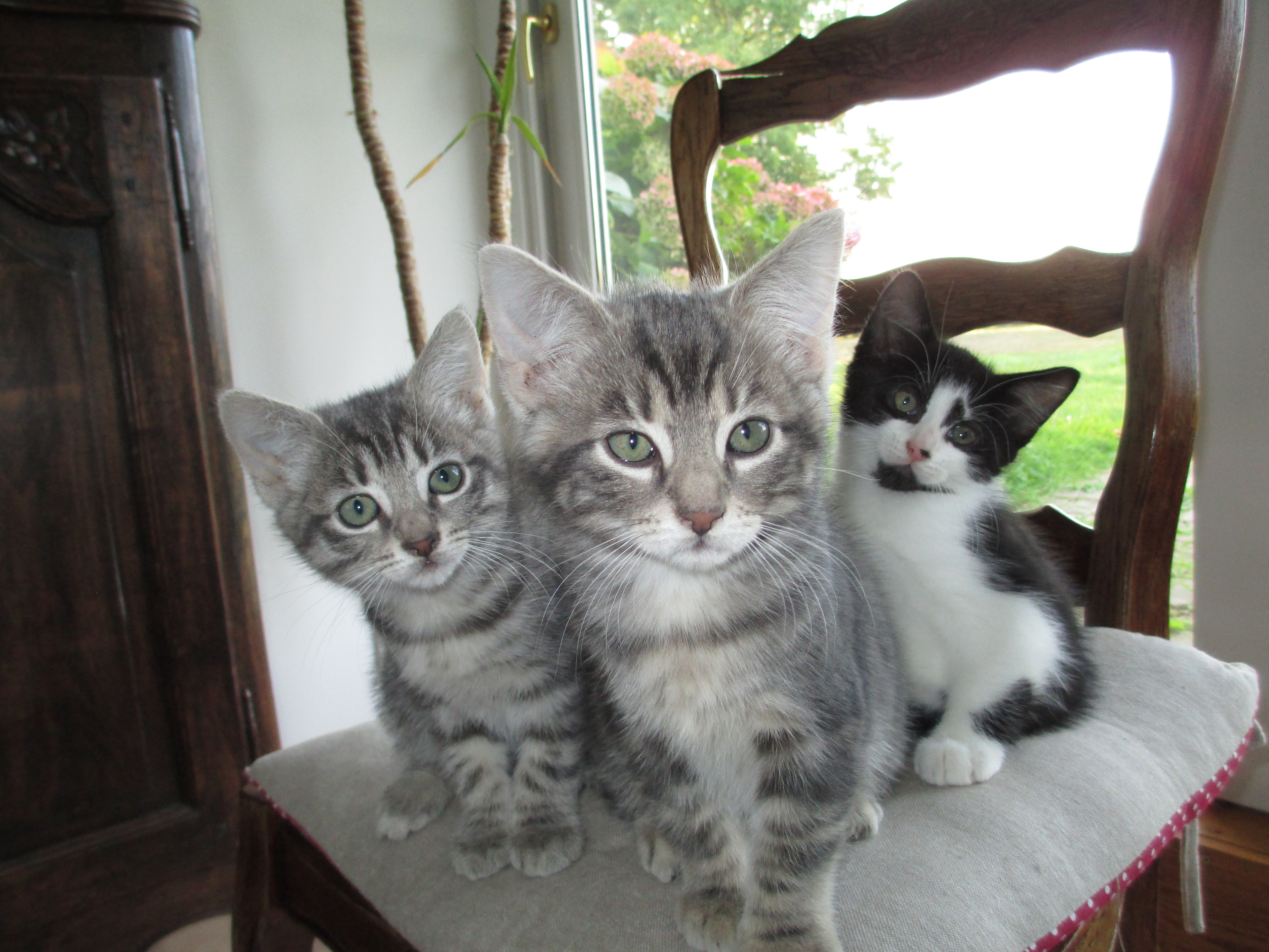 A donner 3 chatons Eure (27) - GRATUIT sur Animoz.net